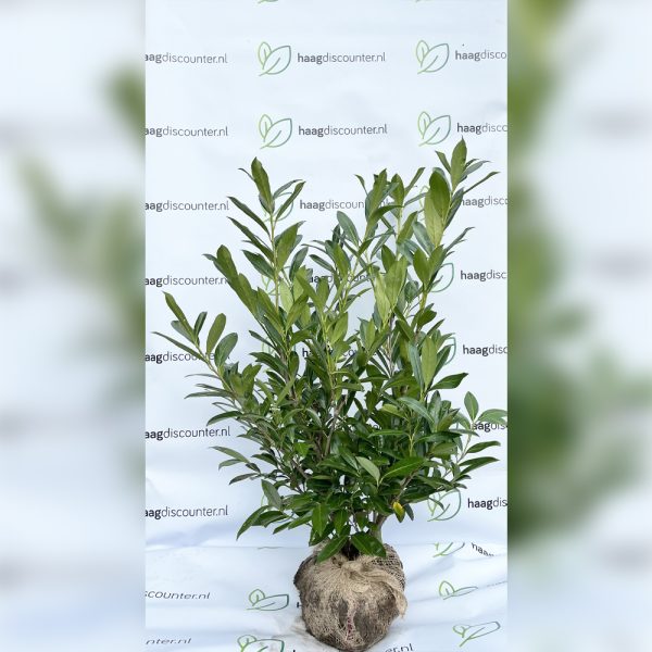 Laurier Caucasica - Prunus laurocerasus Caucasica