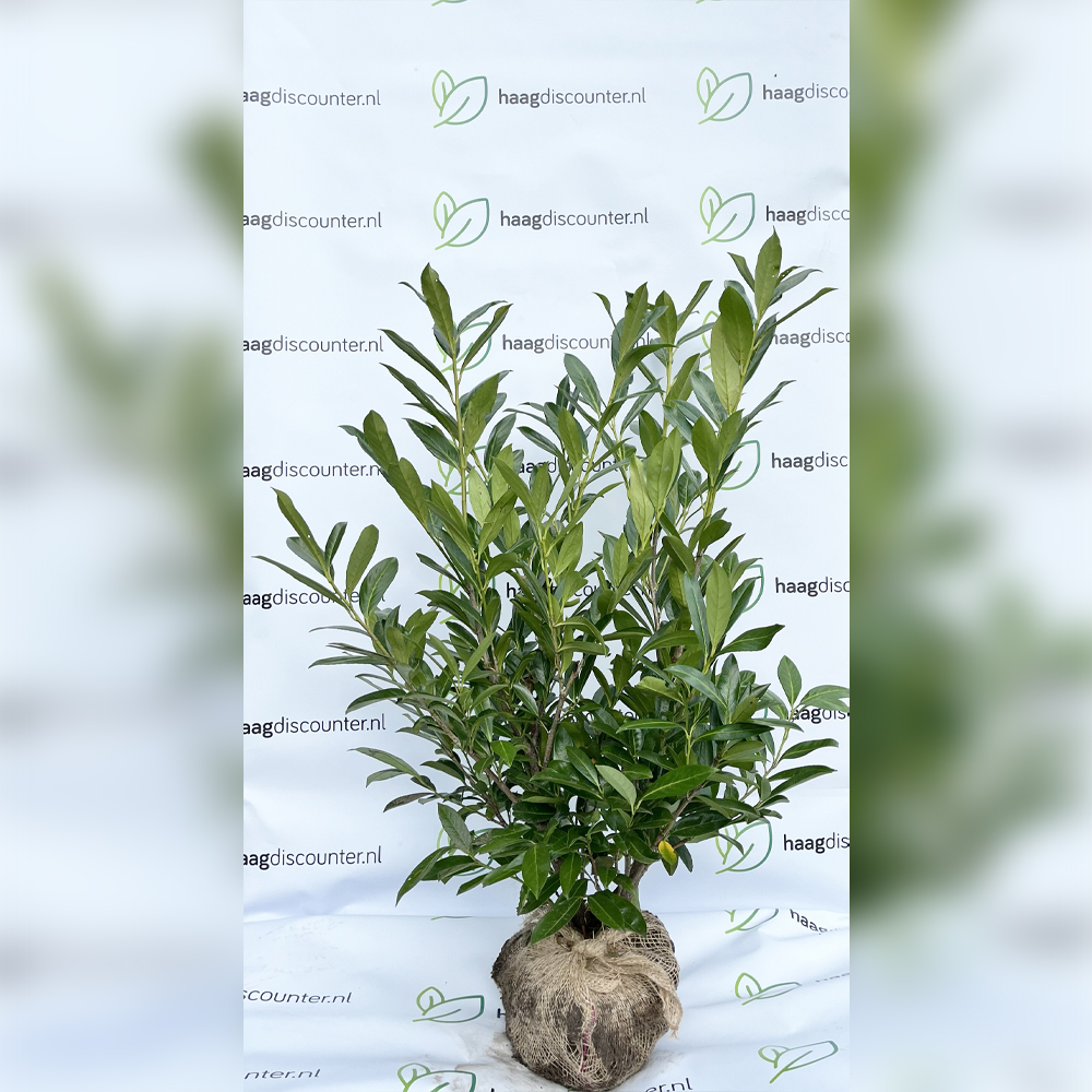 Laurier Caucasica - Prunus laurocerasus Caucasica