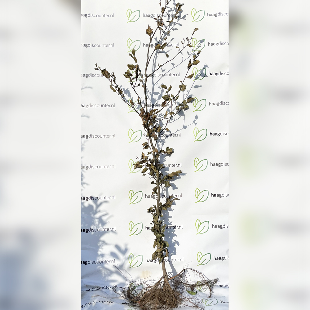 Rode Beukenhaag - Fagus Sylvatica 'Atropunicea'